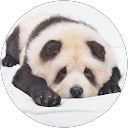 Le chien panda profile picture